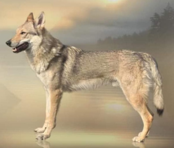 Growlithe Wiklef Taureaux Sauvages